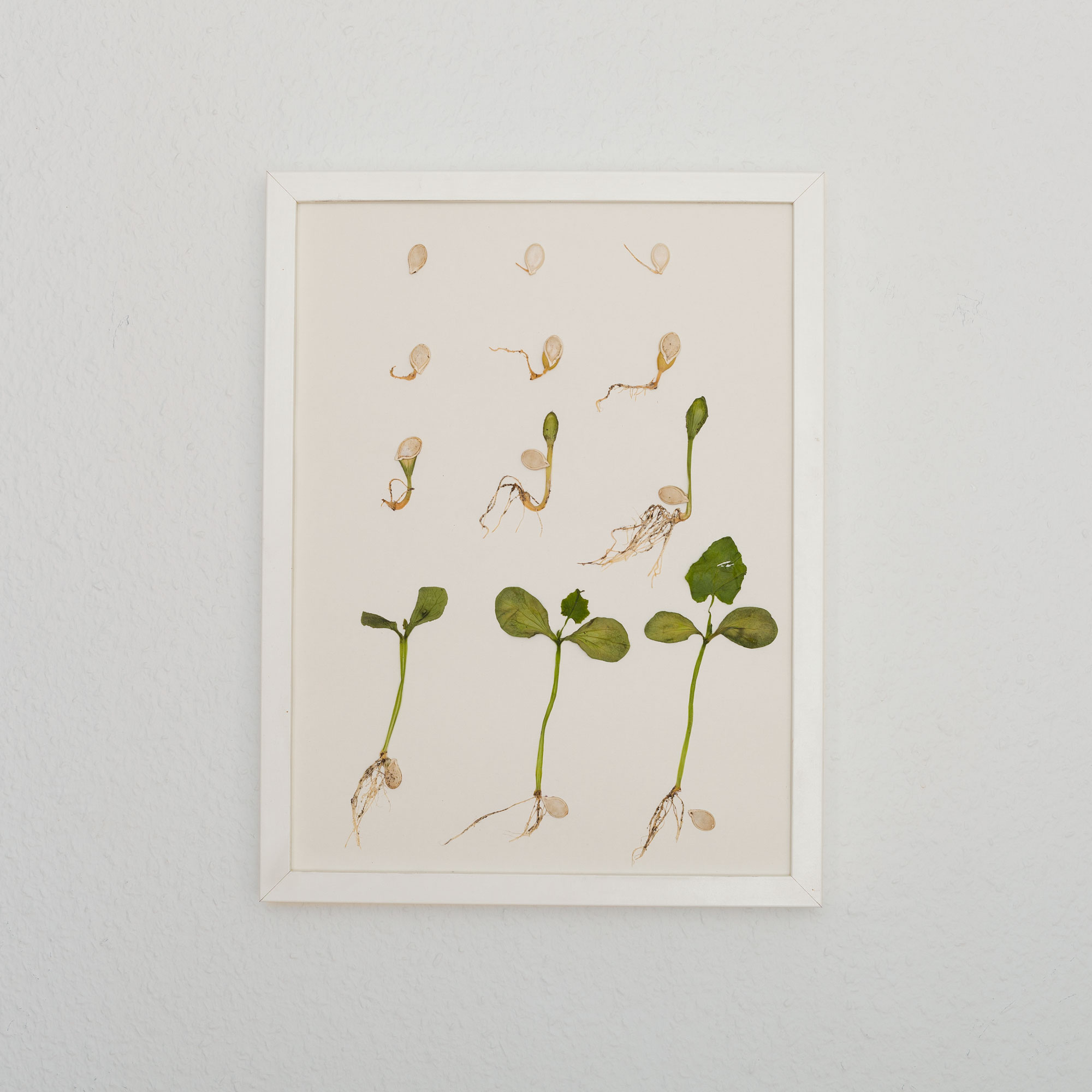 Baby steps, 2019. Sprouted and dried pumpkin seeds on paper.